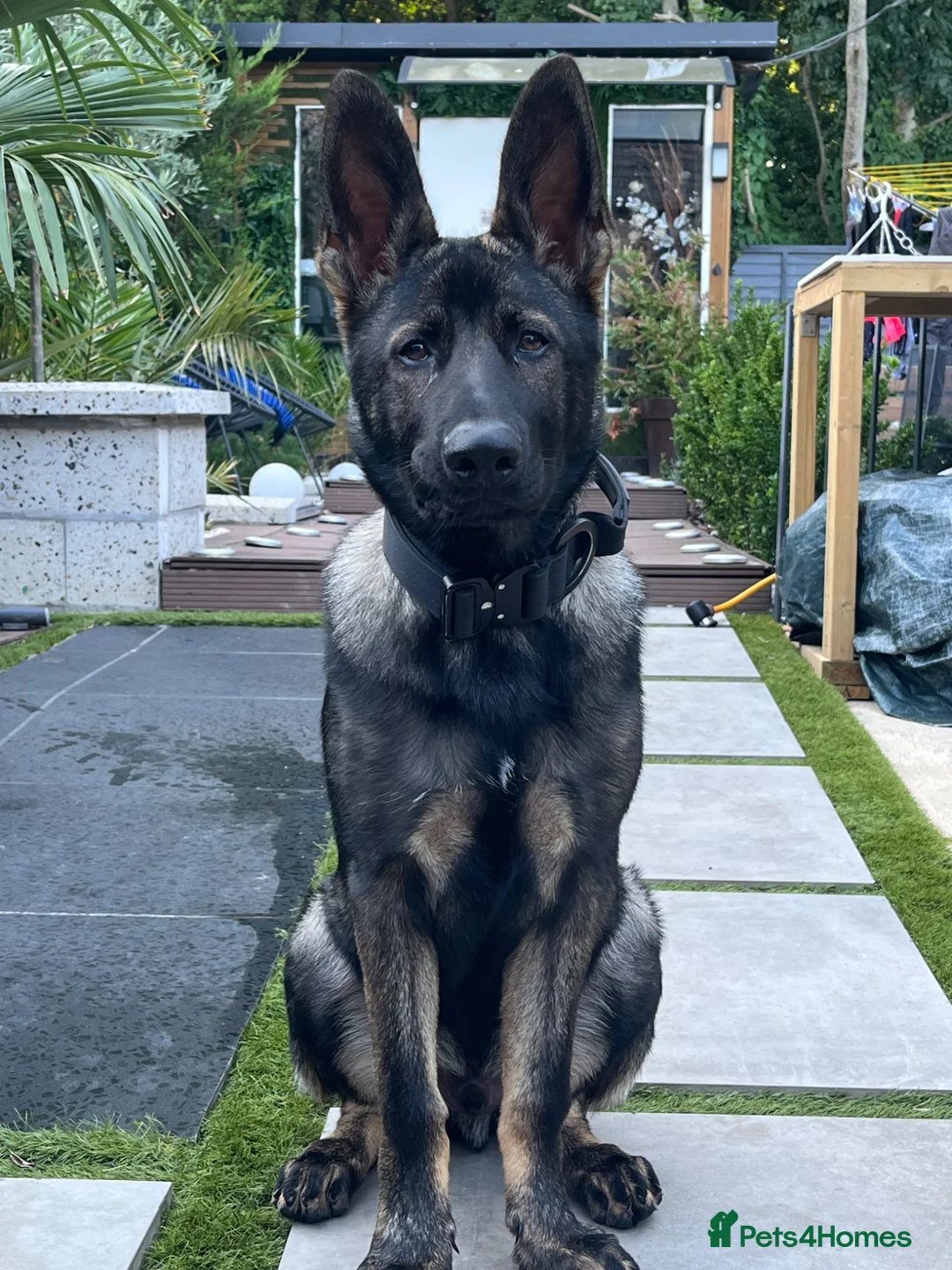 German Shepherd dogs for sale: 5 months old German Shepherd puppy - Advert 2