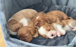 Cavalier King Charles Spaniel dogs for stud: CKCS For Stud in Waterlooville - Image 5