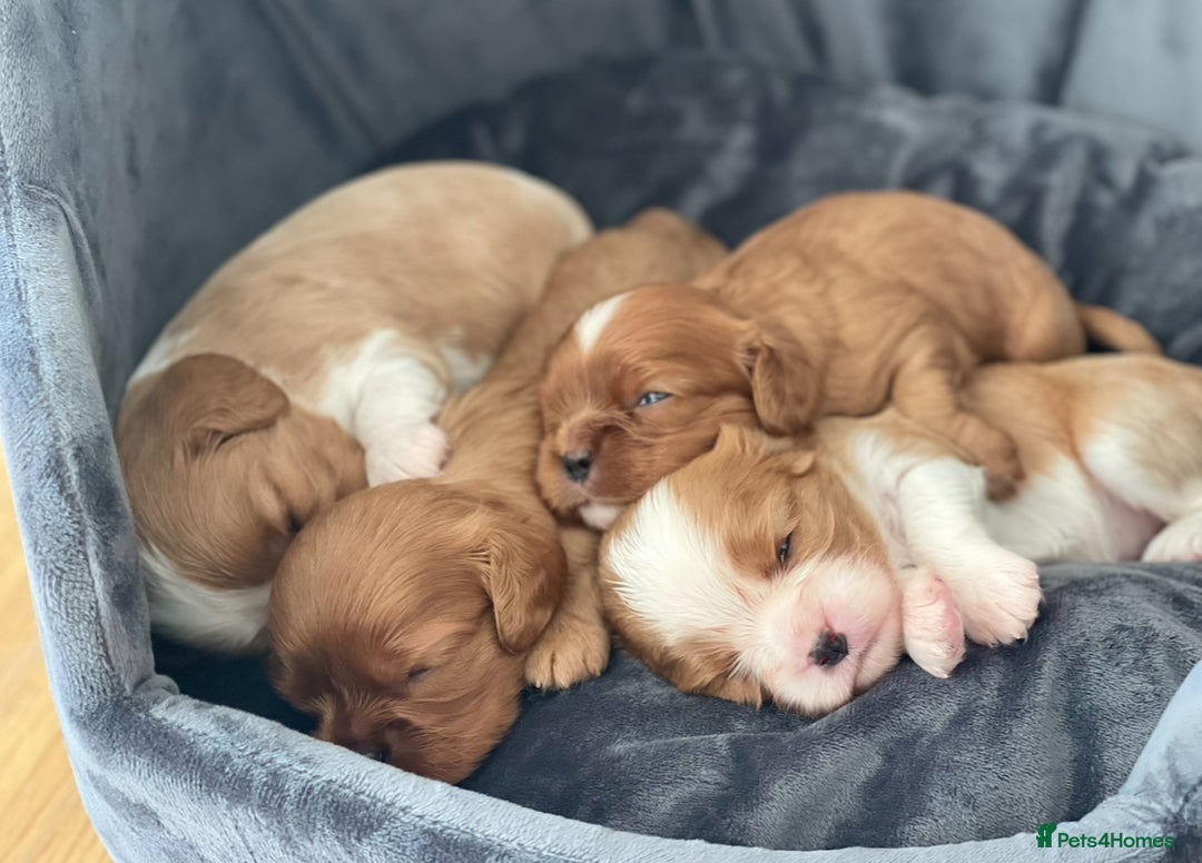 Cavalier King Charles Spaniel dogs for stud: CKCS For Stud in Waterlooville - Image 5