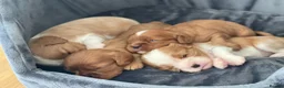 Cavalier King Charles Spaniel dogs for stud: CKCS For Stud in Waterlooville - Advert 5
