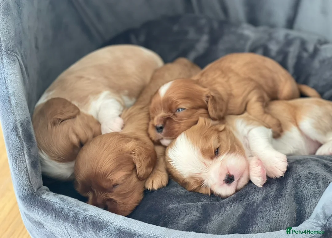 Cavalier King Charles Spaniel dogs for stud: CKCS For Stud in Waterlooville - Advert 5