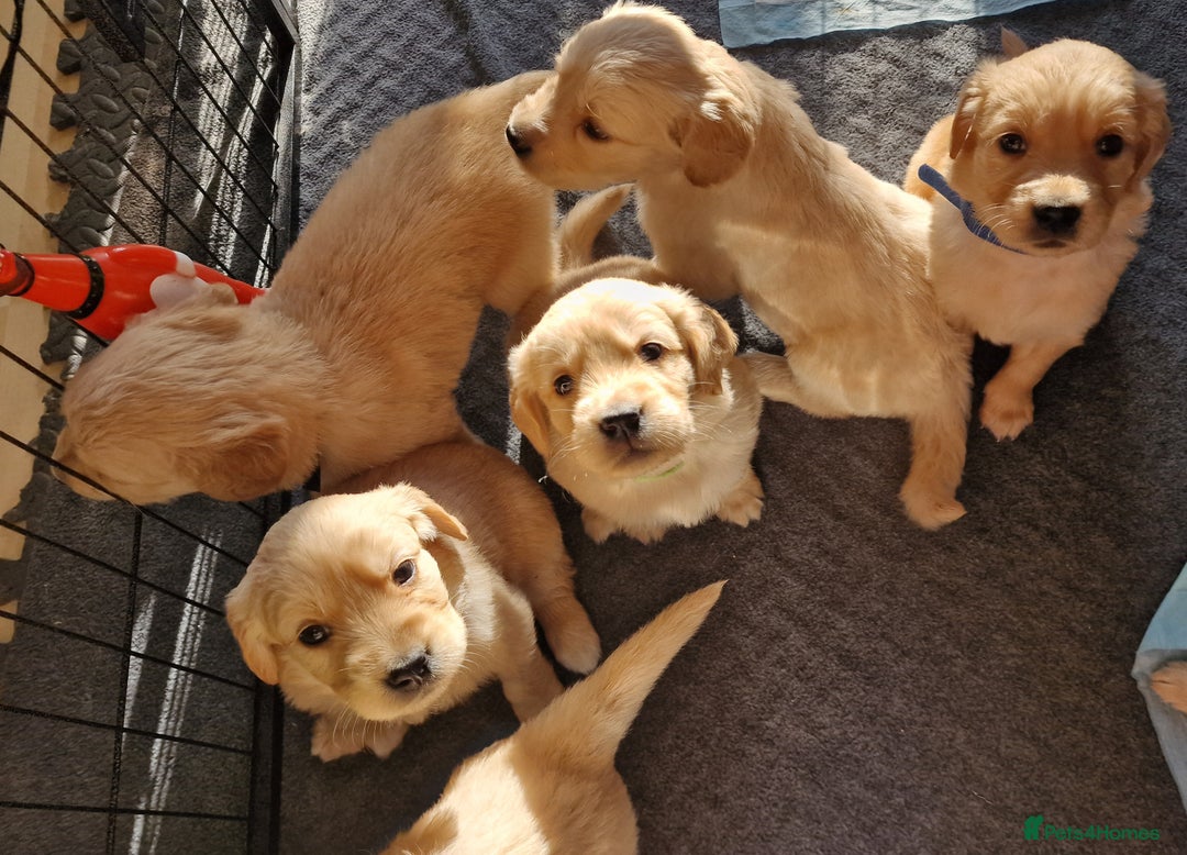 Golden Retriever dogs for sale: Golden Retriever puppies  in Lee-on-the-Solent - Image 6