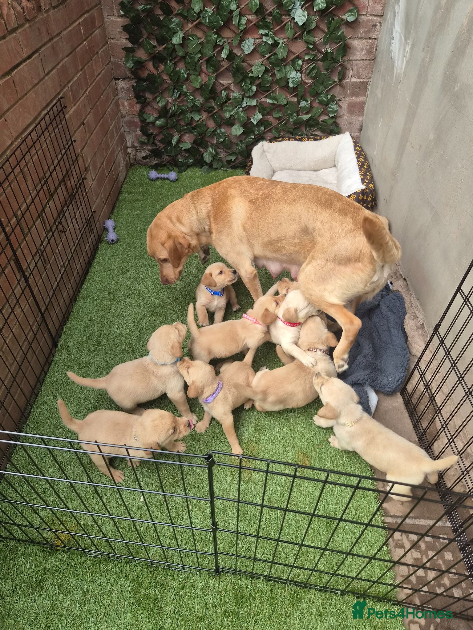Goldador dogs Gorgeous F1 Goldador puppies from excellent lines - Advert 1