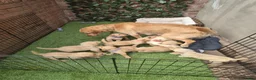 Goldador dogs for sale: Gorgeous F1 Goldador puppies from excellent lines in Kidderminster - Advert 1