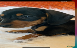 Miniature Dachshund dogs for sale: Minature daschund black and tan female available - Image 15
