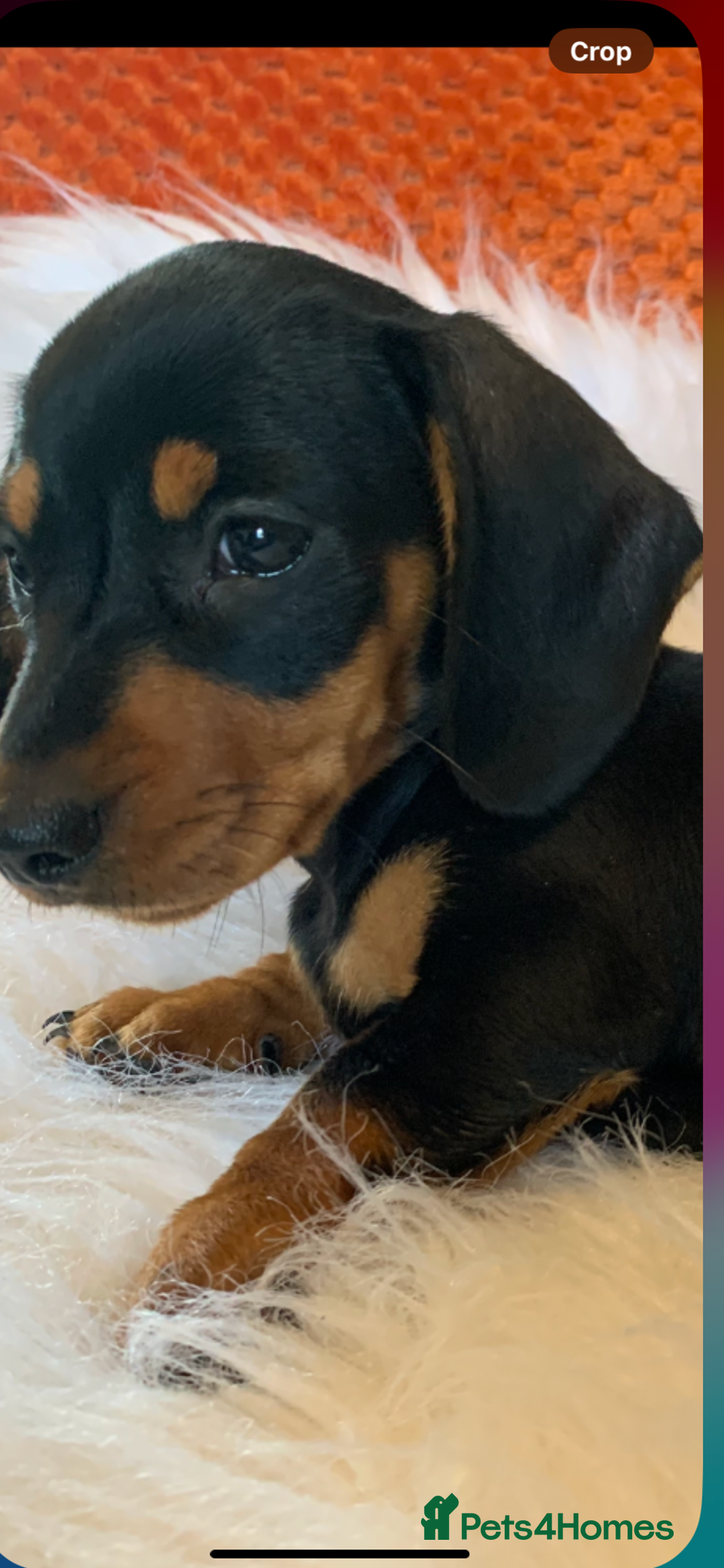 Miniature Dachshund dogs for sale: Minature daschund black and tan female available - Image 15