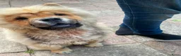 Chow Chow dogs for sale: Rehoming in Ipswich - Advert 2