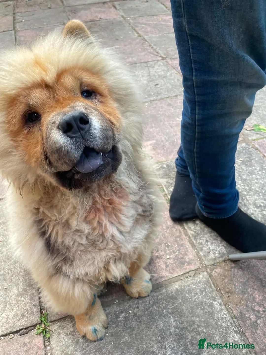 Chow Chow dogs for sale: Rehoming in Ipswich - Advert 2