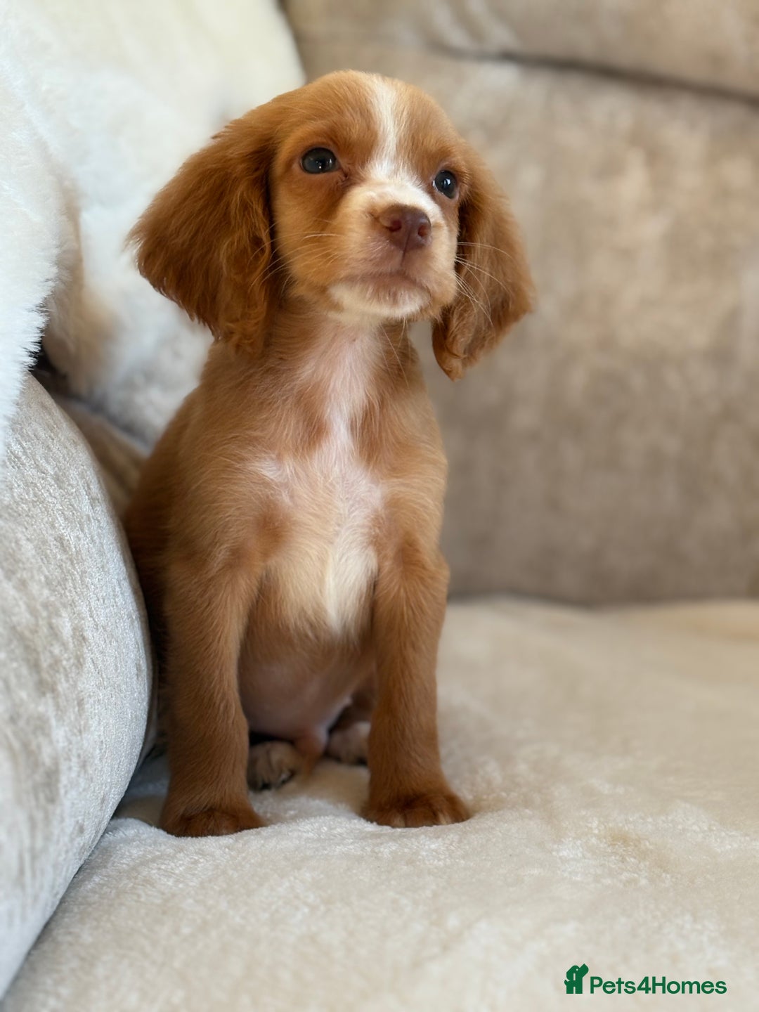 Cocker Spaniel dogs for sale: Stunning cocker spaniel puppies  - Advert 9