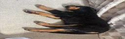 Rottweiler dogs for sale: Gorgeous 9 week Rottweiler puppy in Luton - Advert 4