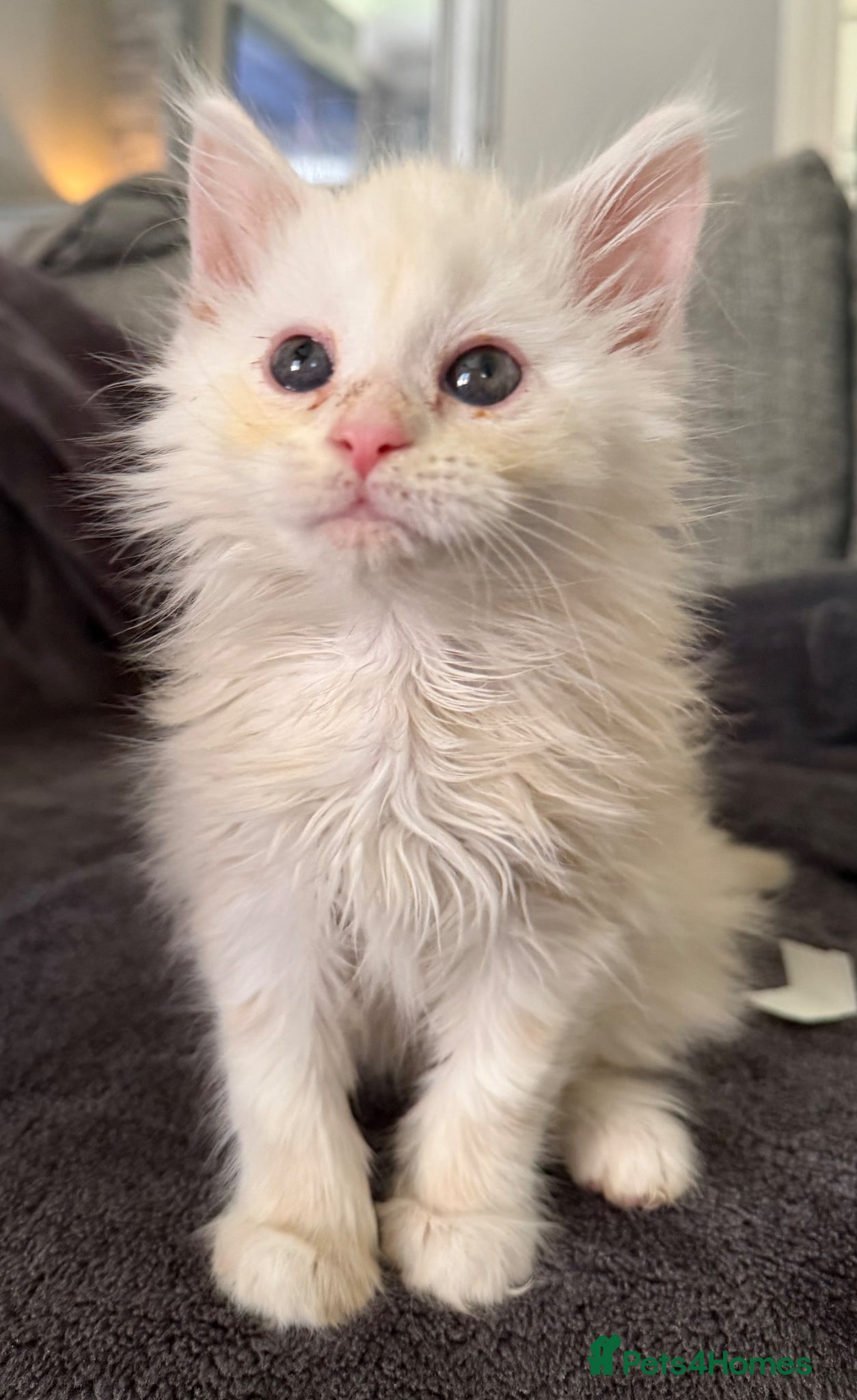 Maine Coon cats Beautiful red silver girl - Advert 2