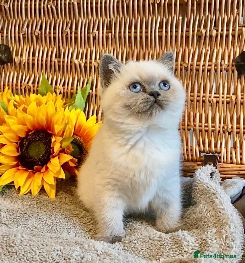 British Shorthair cats for sale: ( 1 LEFT) EXCEPTIONAL PURE BRED BSH TEDDY BEARS - Advert 5