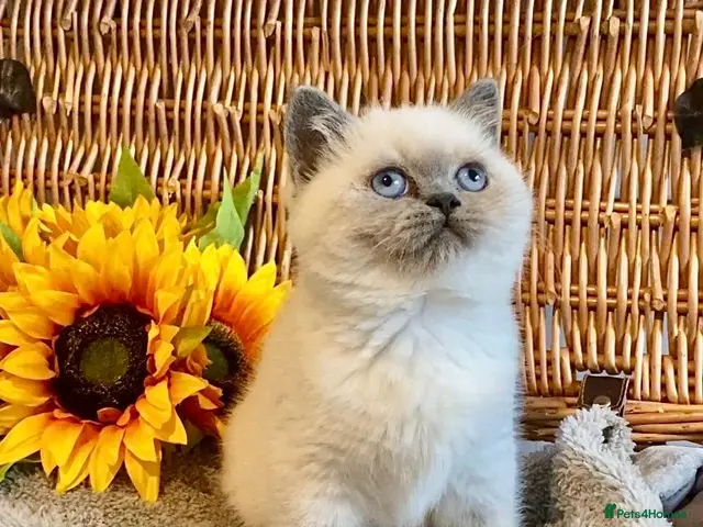 British Shorthair cats for sale: ( 1 LEFT) EXCEPTIONAL PURE BRED BSH TEDDY BEARS - Advert 5