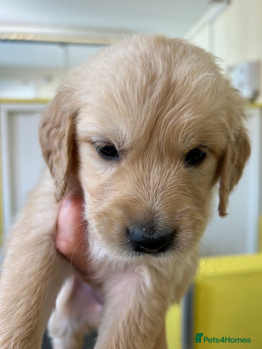 Golden Retriever dogs for sale: Golden retriever puppies for sale  - Image 4