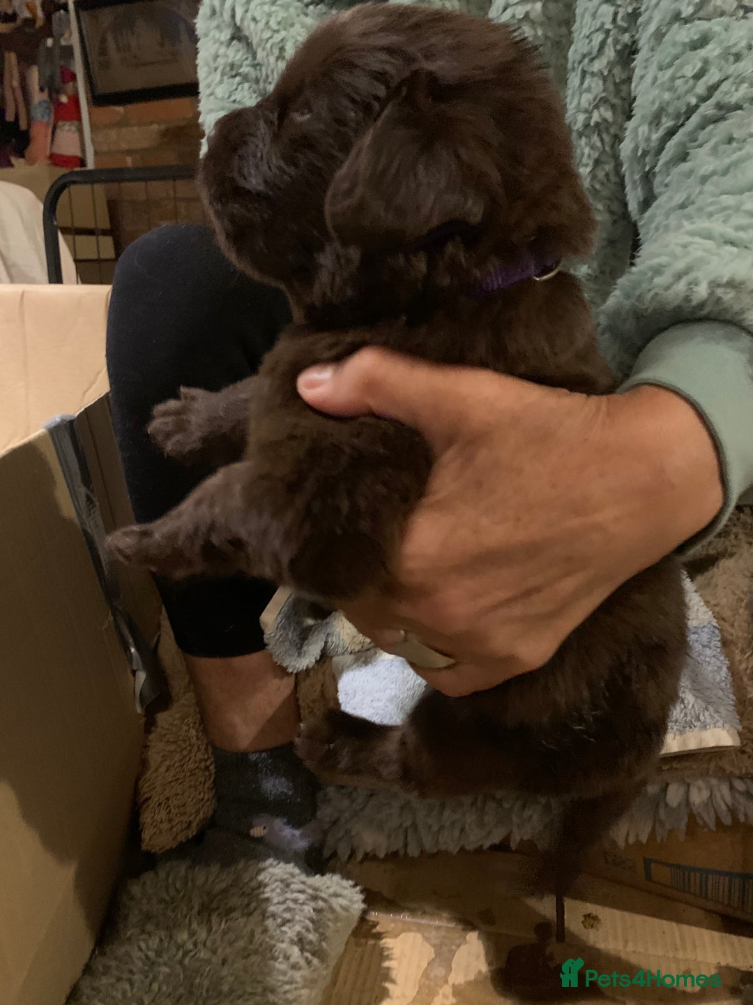 Newfoundland dogs for sale: ✨ Stunning Chocolate Newfoundland Puppies ✨ - Image 25