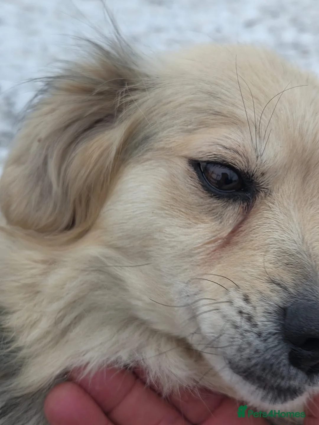 Mixed Breed dogs for adoption: 🐾💛 ANYA – A Gentle Little Soul for a Loving Home - Advert 1