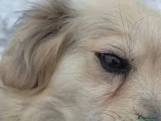 Mixed Breed dogs 🐾💛 ANYA – A Gentle Little Soul for a Loving Home - Advert 1