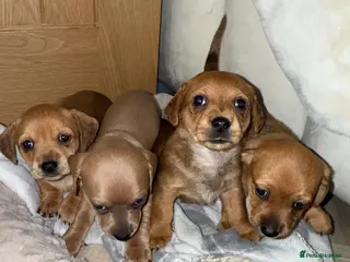 Chiweenie dogs Beautiful Chiweenie for sale - Advert 5