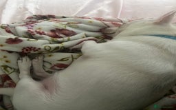 Pomchi dogs for sale: Mr Pennington marshmallow Grabowski  - Image 13