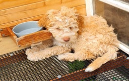 Lagotto Romagnolo dogs for sale: ❗️Ready to go❗️Lagotto - The best breed ever in London - Image 33
