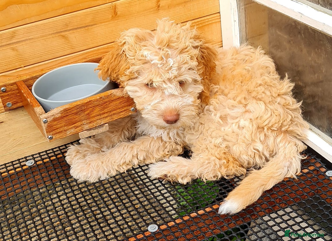 Lagotto Romagnolo dogs for sale: ❗️Ready to go❗️Lagotto - The best breed ever in London - Image 33