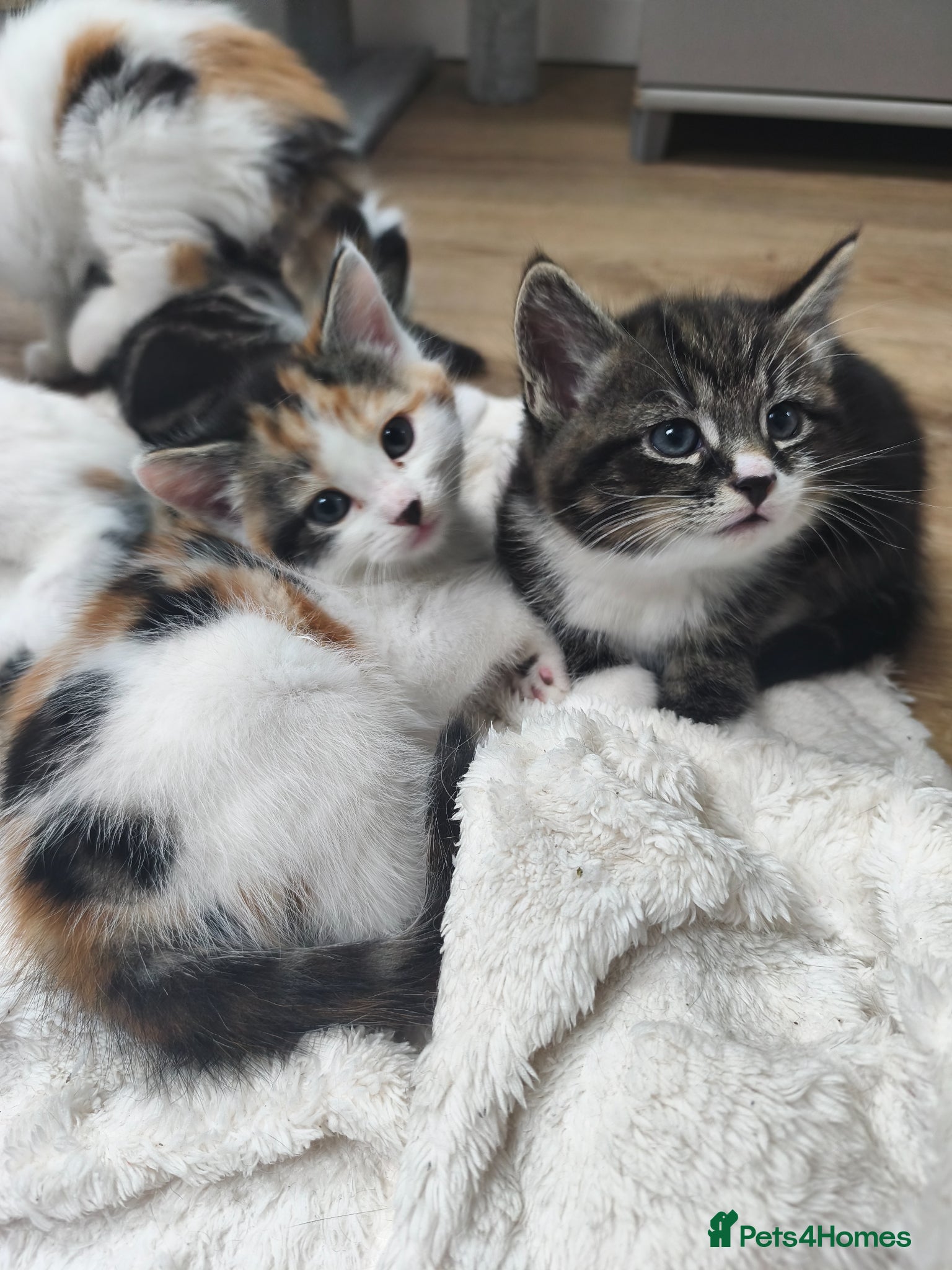 Mixed Breed cats The kittens are very beautiful, smart, playful,  - Advert 11