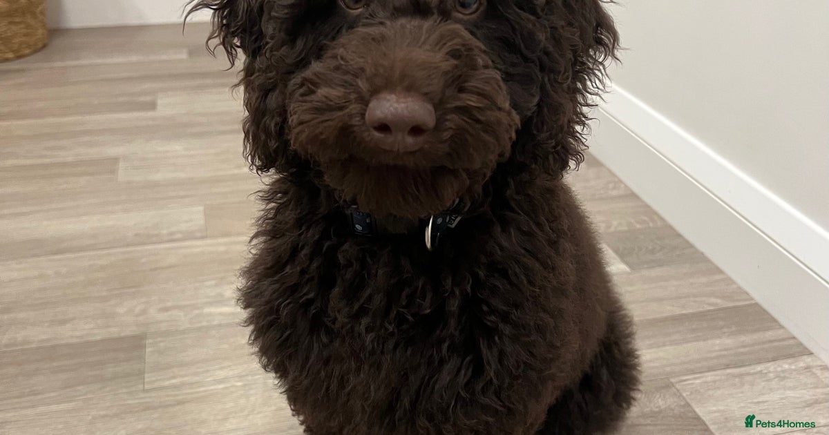 F1b Chocolate Proven Cockapoo Stud Extensive DNA for stud in Derby ...