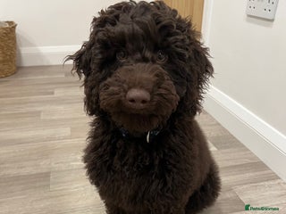 Cockapoo dogs in Derby - Advert 9