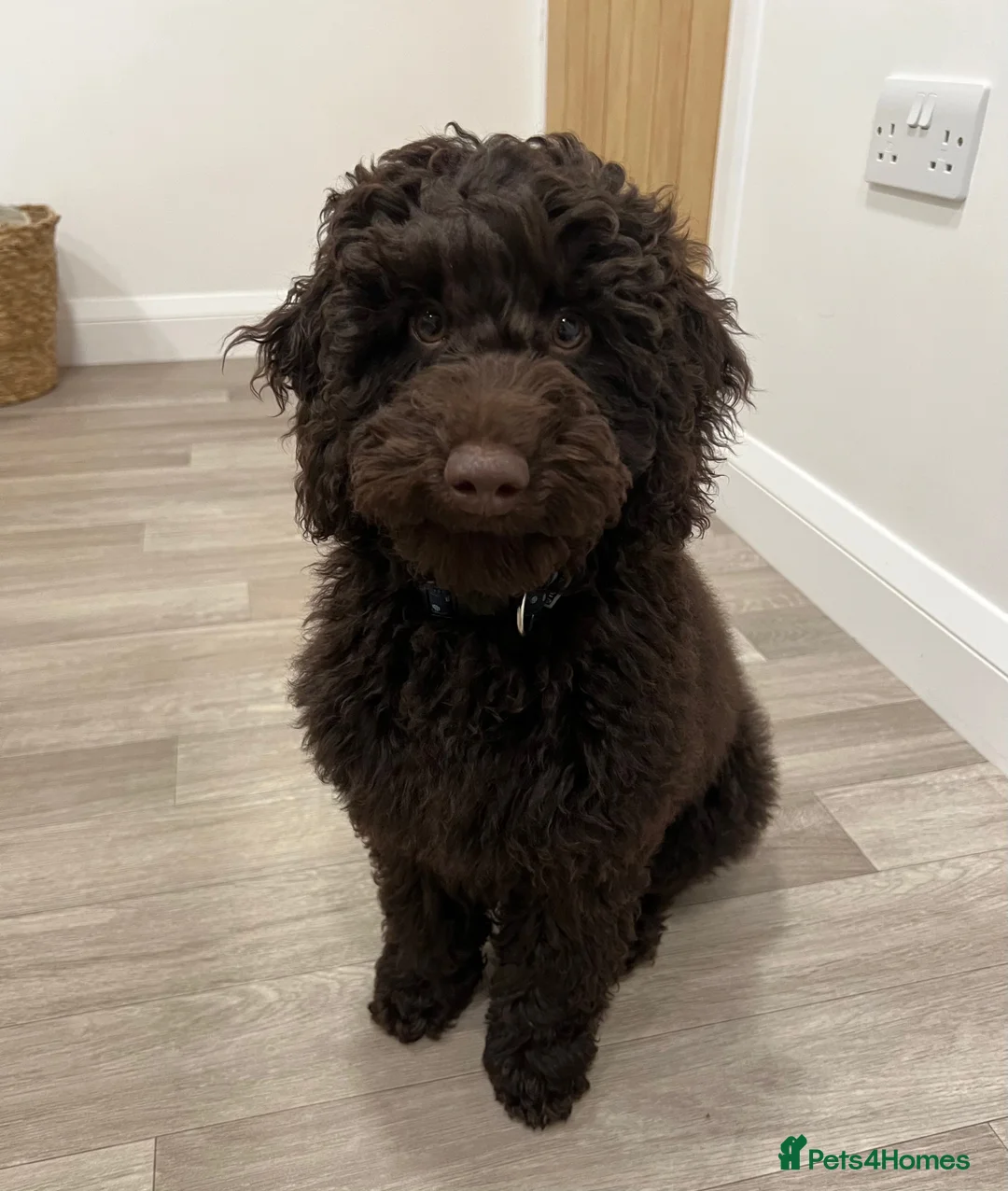 Cockapoo dogs for stud: 🧬F1b Chocolate Proven Cockapoo Stud Extensive DNA - Advert 1