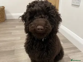 Cockapoo dogs 🧬F1 Chocolate Proven Cockapoo Stud Extensive DNA in Derby - Advert 13