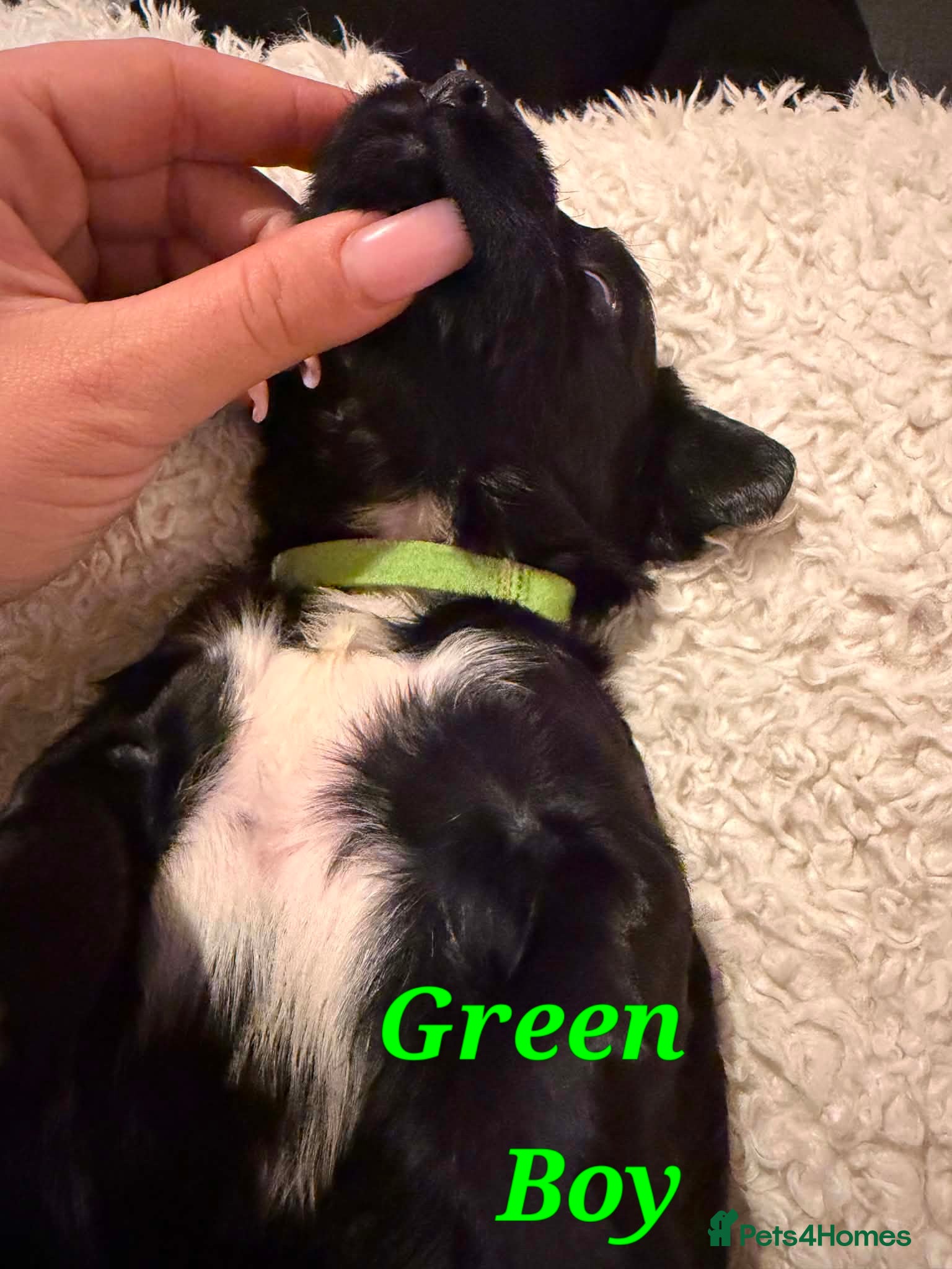 Sprocker dogs Sprocker Puppies Cocker Spaniel x Springer Spaniel - Advert 2