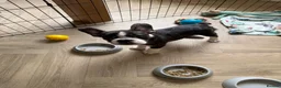 Mixed Breed dogs for sale: Boston terrier cross puppies - Advert 23