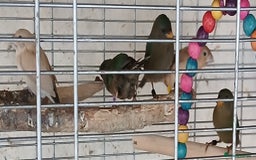 Finches birds for sale:  Finches=Red throated parrotfinchs  - Image 13