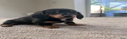 Miniature Dachshund dogs for sale: *** 3 beautiful mini dachshunds ** - Advert 23