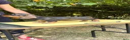 Dachshund dogs for sale: Standard Wirehaired Dachshund - Advert 18