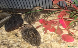 Quail poultry for sale: QUAILS EGGS/CHINESE PAINTED BUTTONS ! - Image 20