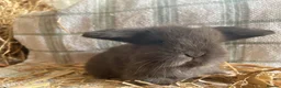 Mini Lop rabbits for sale: Mini lops ready to reserve  - Advert 3