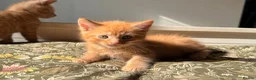 Maine Coon cats for sale: Maine Coon Cross Kittens – Ready 27th April - Advert 21