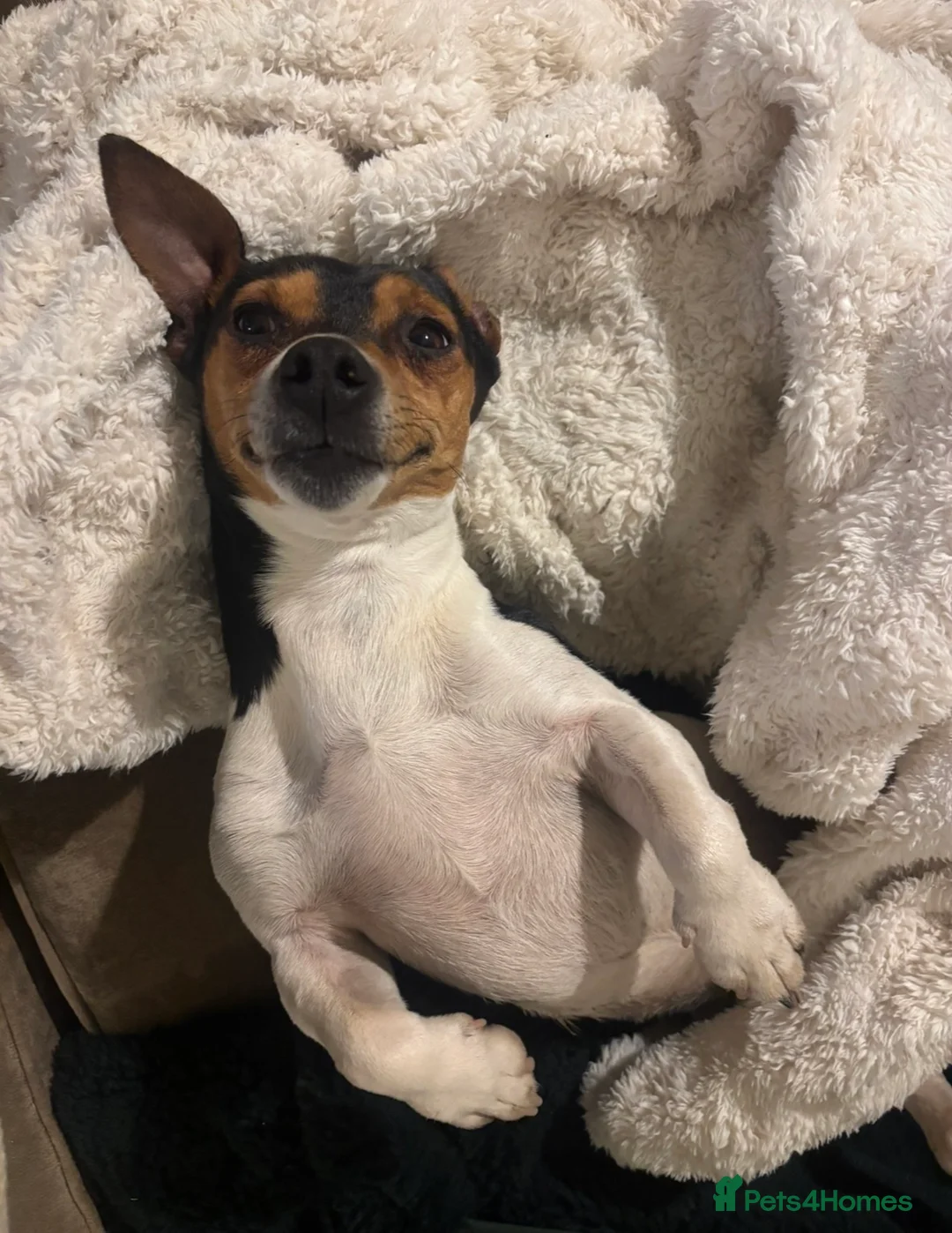 Mixed Breed dogs for sale: Jack Russell with 1/4 Yorki  - Advert 8