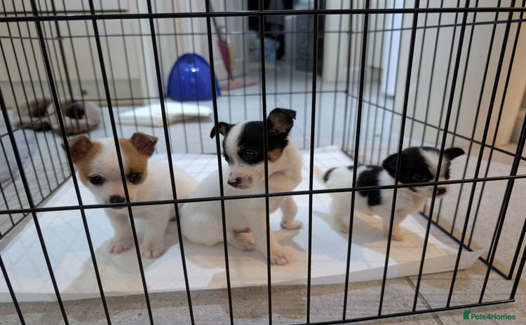 Jack Russell dogs - Advert 1
