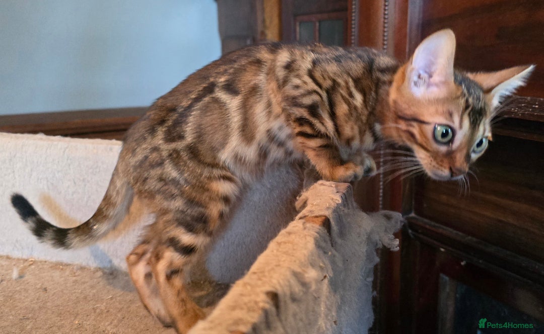 Bengal cats for sale: Registered Pure Bengal Babies Browns and Blues  - Image 4