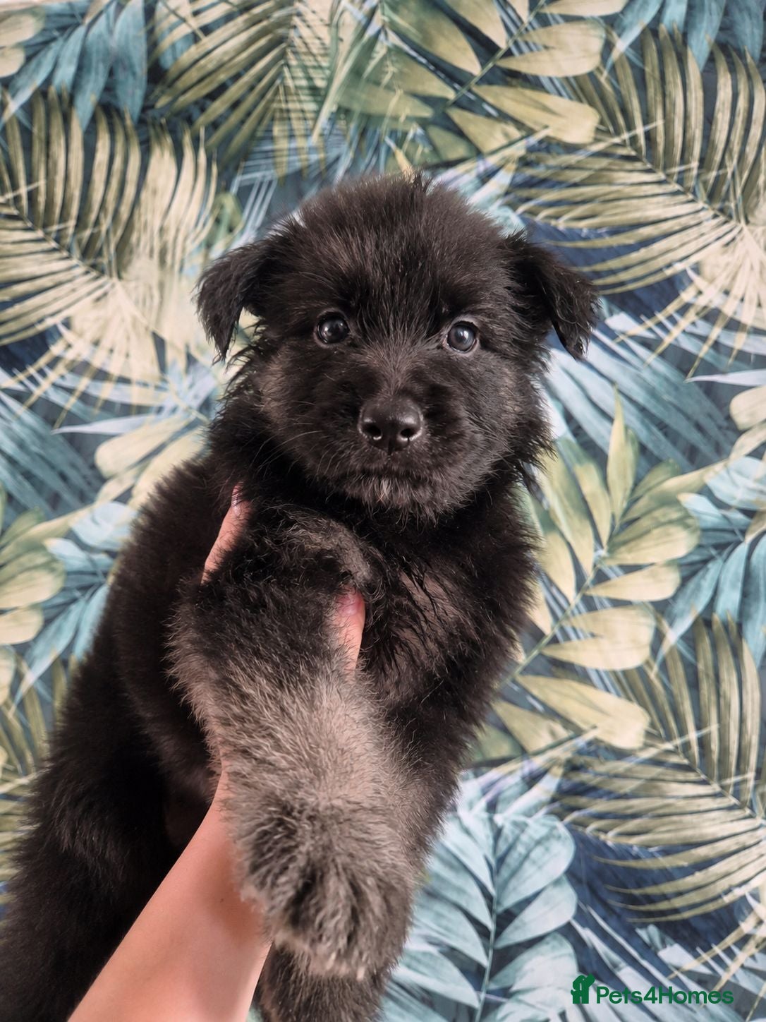 German Shepherd dogs German shepherd puppies lovely friendly pups - Advert 5