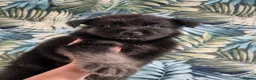 German Shepherd dogs for sale: German shepherd puppies  - Advert 24