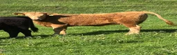 Cows & Bulls livestock for sale: Dexter x Galloway Cows and Dexter Bull for sale  - Advert 9