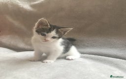Mixed Breed cats for sale: Bring Home a Bundle of Joy Kittens Ready Oct. 2nd! - Image 14