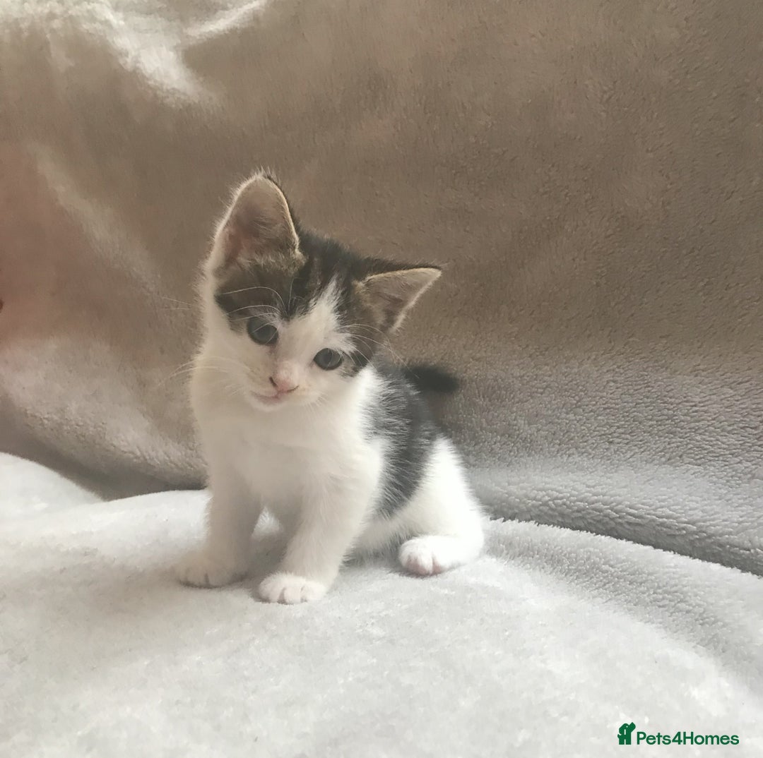 Mixed Breed cats for sale: Bring Home a Bundle of Joy Kittens Ready Oct. 2nd! - Image 14