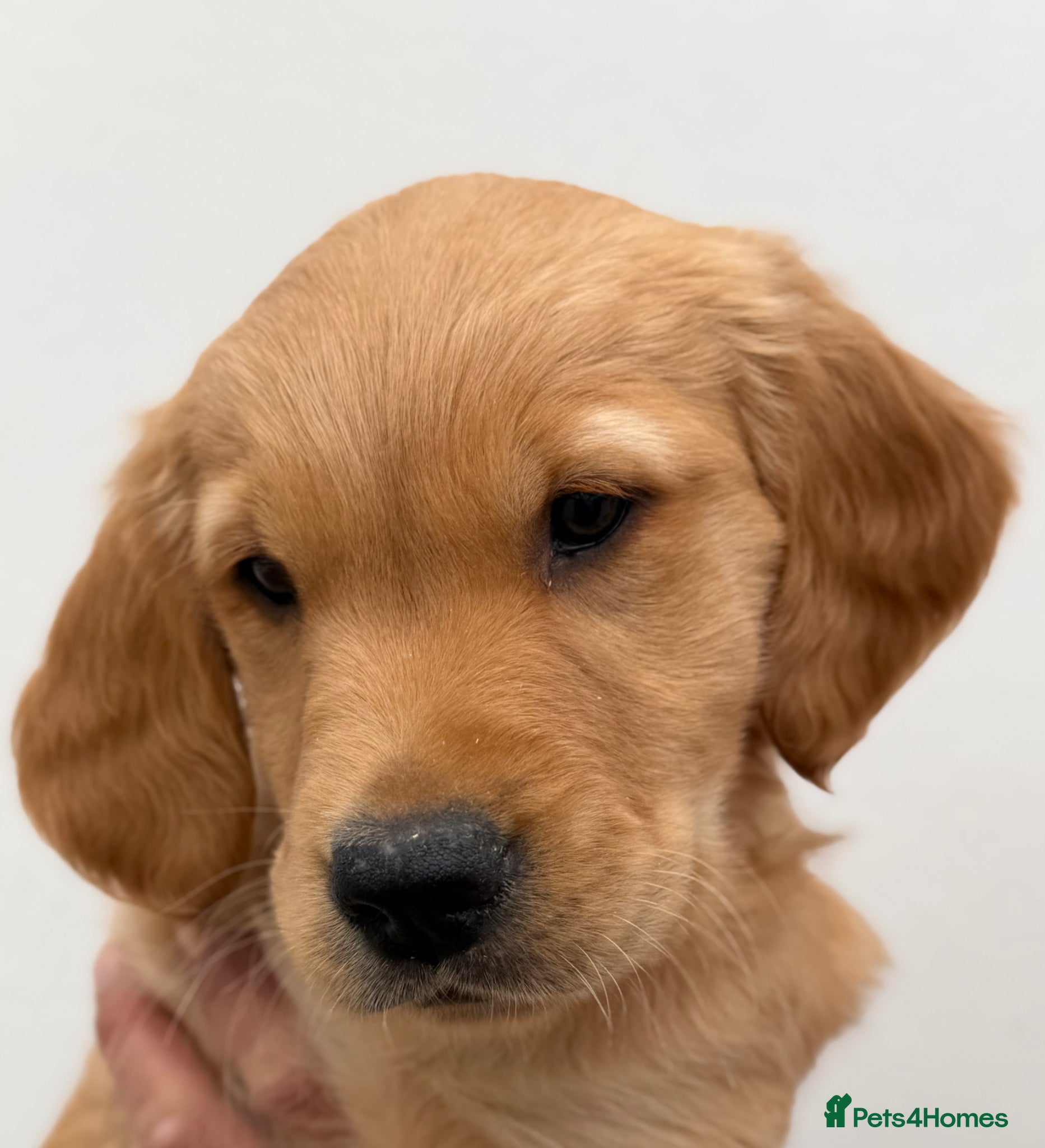 Golden Retriever dogs Beautiful litter of KC golden retriever puppies  - Advert 2