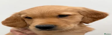 Golden Retriever Puppy 2
