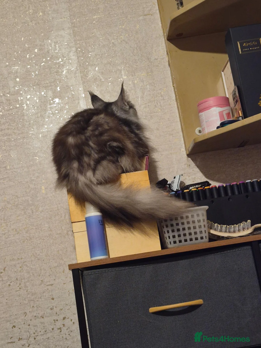 Maine Coon cats for sale: Grace 3 YR old Main Coon Female in Wolverhampton - Advert 3
