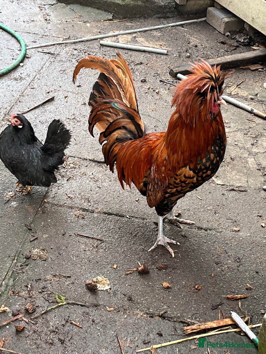 Chickens poultry for sale: Stunning Polish Cockerel Rooster Golden Lace Tame - Advert 2